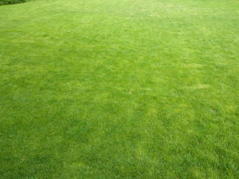 Prepare Your Lawn for Spring | Spring Lawn in Indianapolis